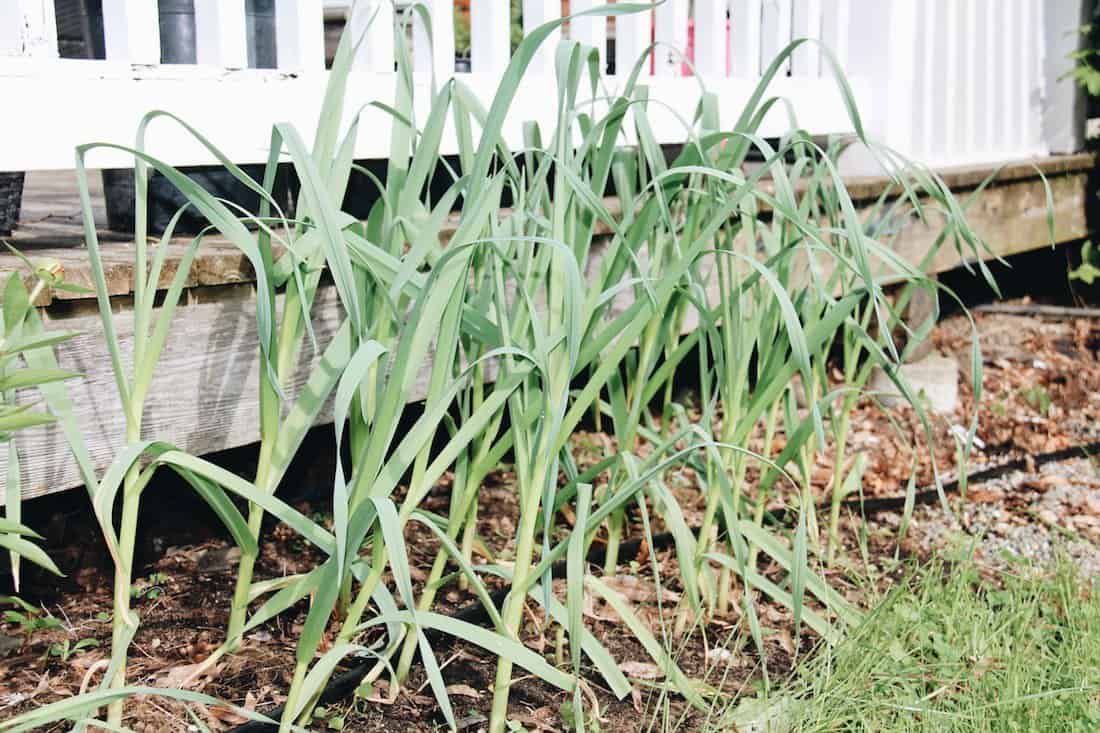 Homegrown garlic in urban yard | home for the harvest gardening blog