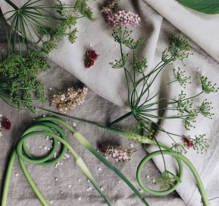 Garlic scapes and dill| home for the harvest gardening blog