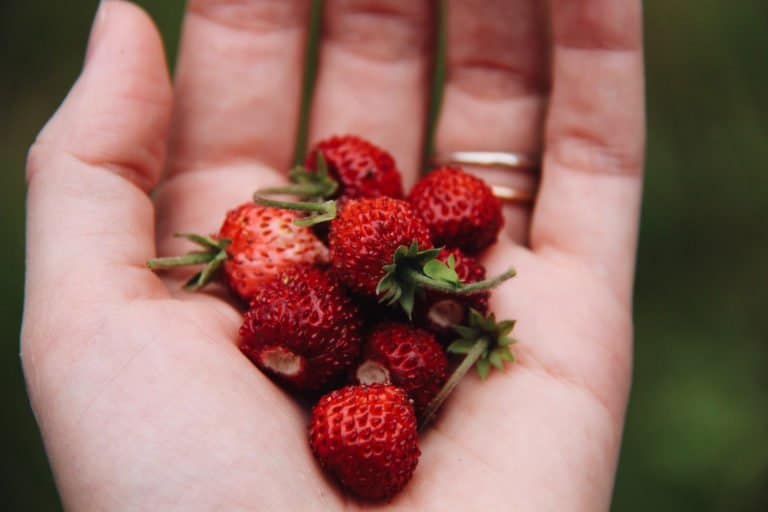 Alpine strawberries in hand