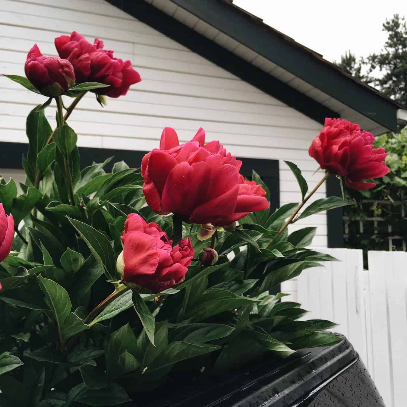 Pink Peonies in Truck | Home for the Harvest Gardening Blog