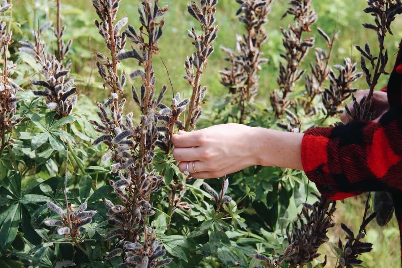 Foraging wild lupine seeds | home for the harvest blog