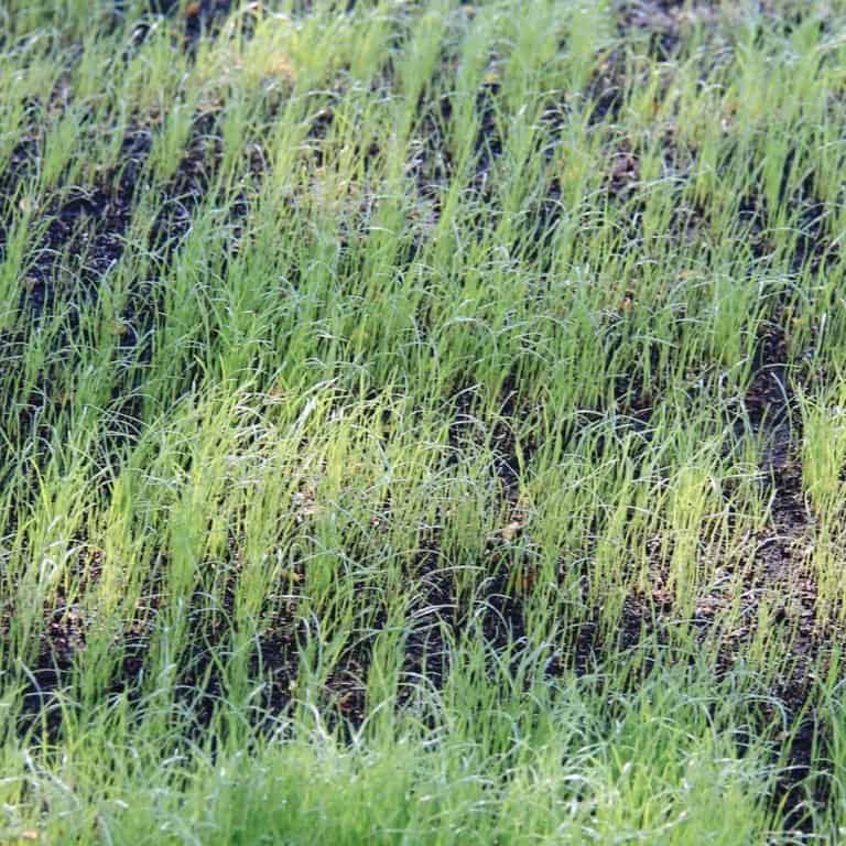 Grass growing from seed | home for the harvest gardening blog