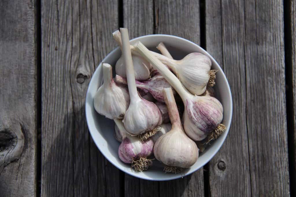 Bowl of Garlic | Home for the Harvest