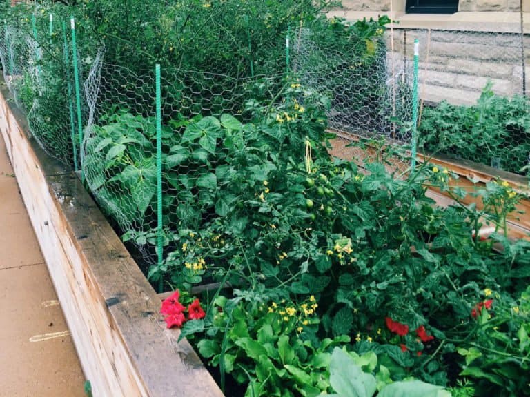 Joining a community garden | home for the harvest