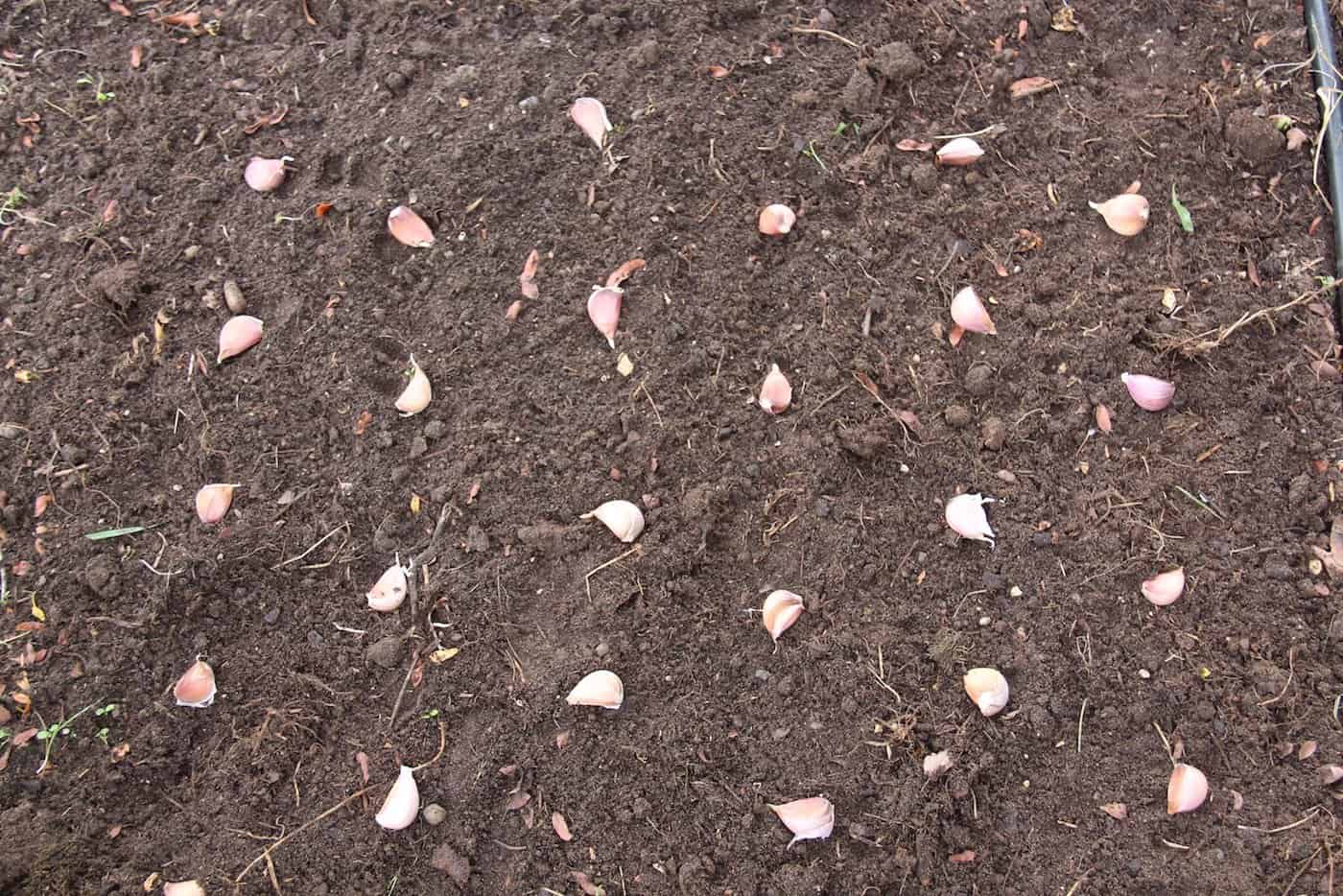 Garlic cloves laid out for planting | home for the harvest