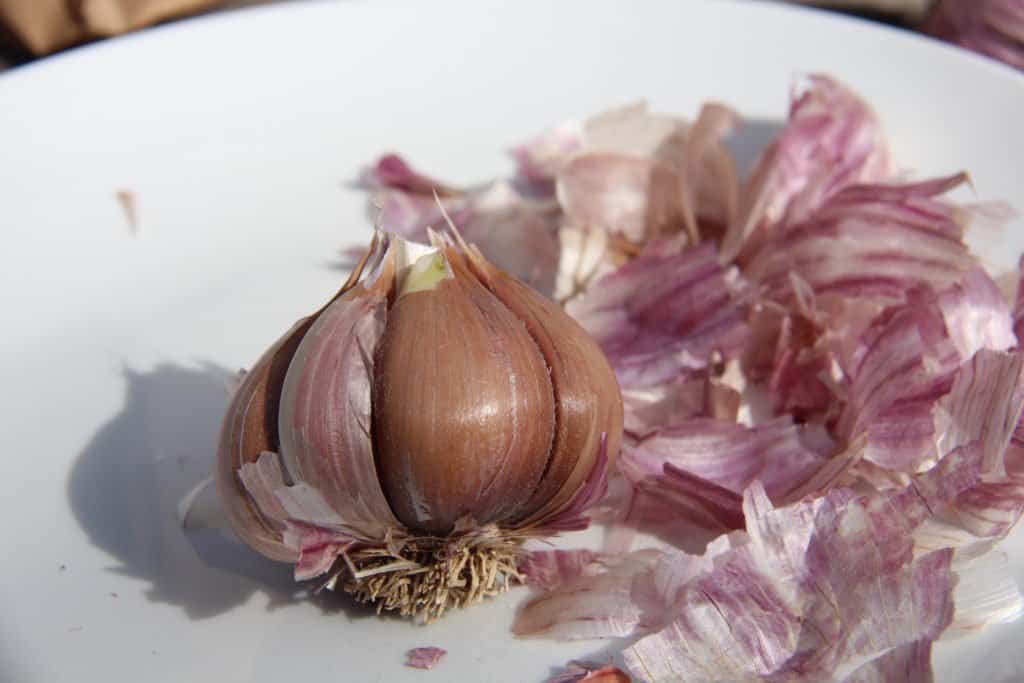 How to grow garlic | home for the harvest
