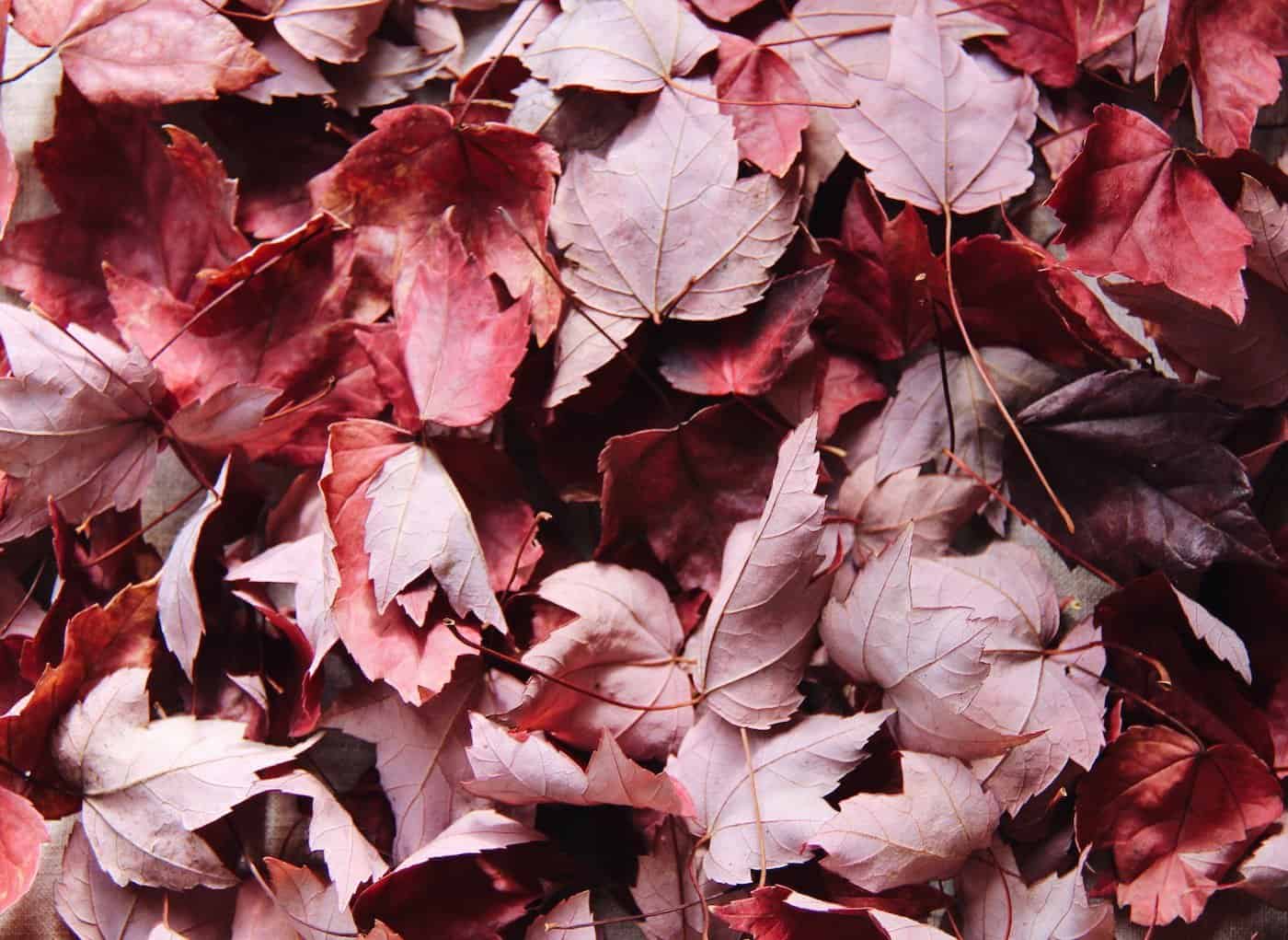 Red autumn leaves | home for the harvest blog