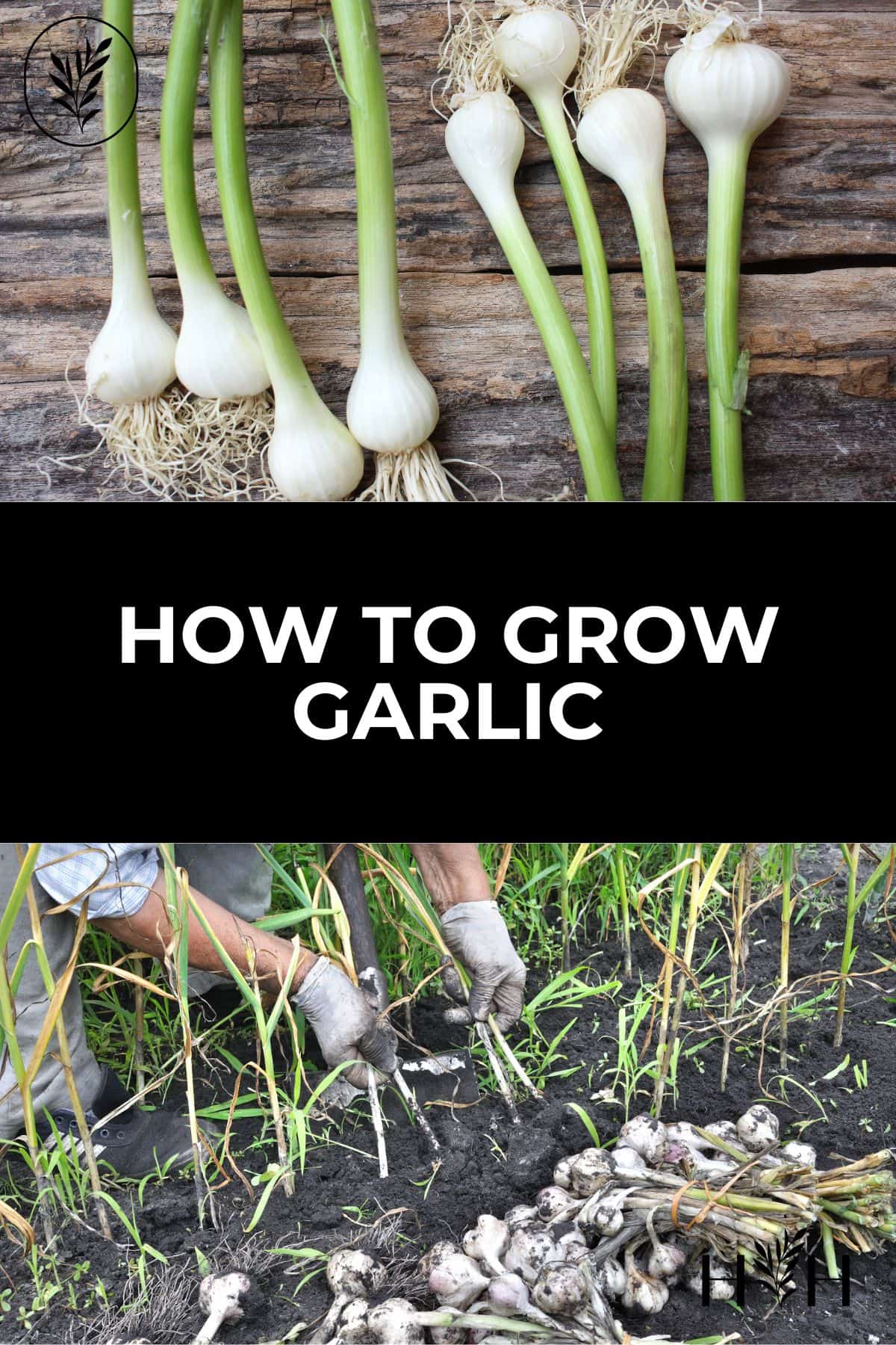 It's time to learn how to grow garlic! Fortunately, garlic is one of the most rewarding crops to grow in the garden. It takes very little effort to grow but is frequently used in the kitchen. You'll spend more time enjoying it in your cooking than tending to it in the garden. Here are the basic steps for how to grow garlic: via @home4theharvest