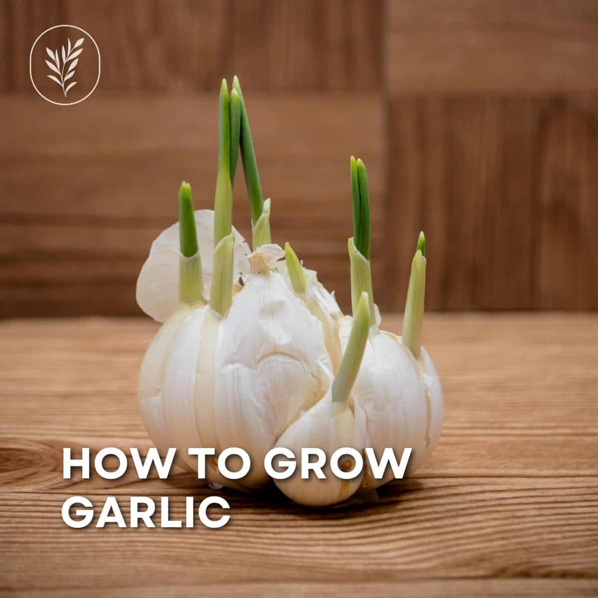 It's time to learn how to grow garlic! Fortunately, garlic is one of the most rewarding crops to grow in the garden. It takes very little effort to grow but is frequently used in the kitchen. You'll spend more time enjoying it in your cooking than tending to it in the garden. Here are the basic steps for how to grow garlic: via @home4theharvest