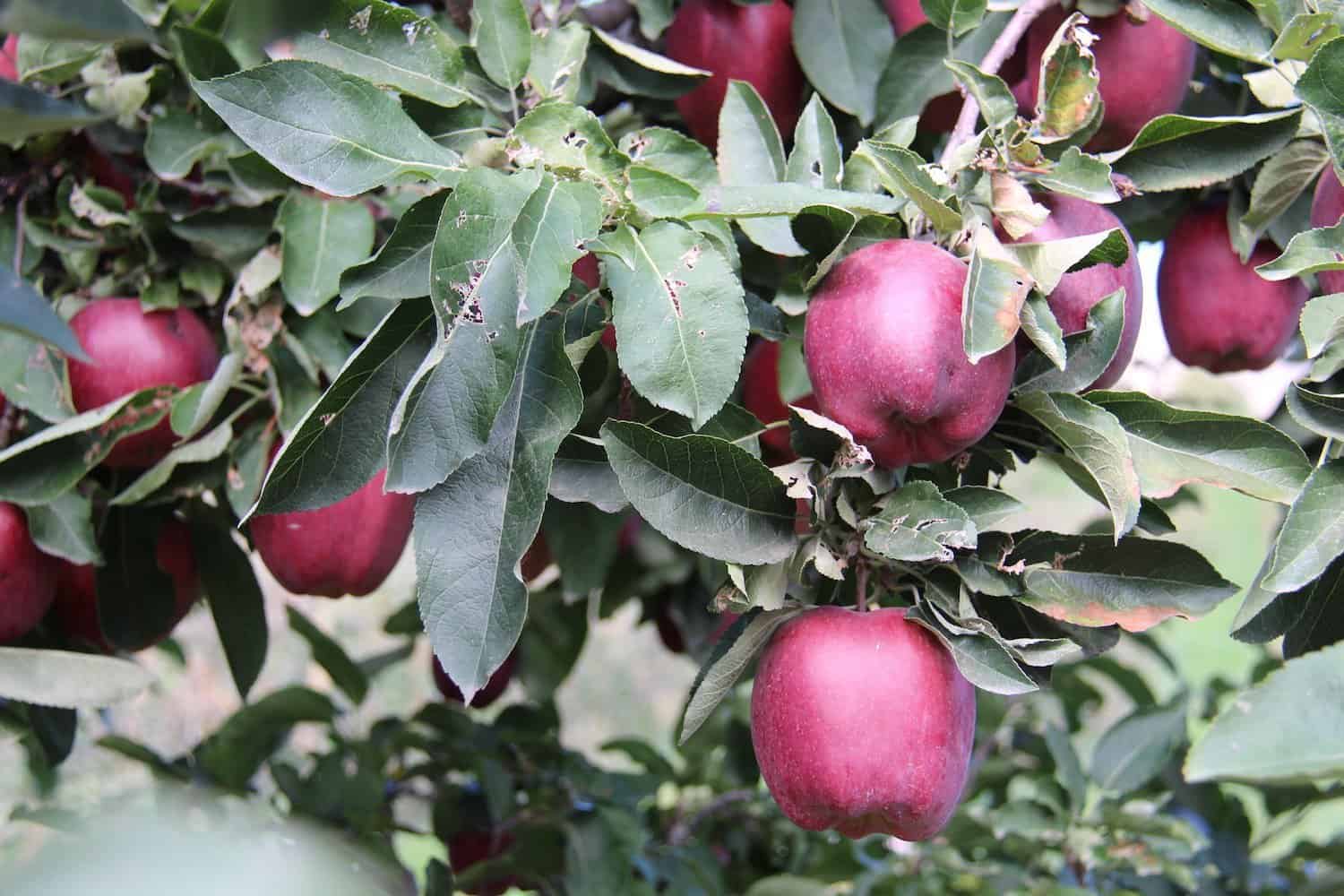 Red delicious apples on tree