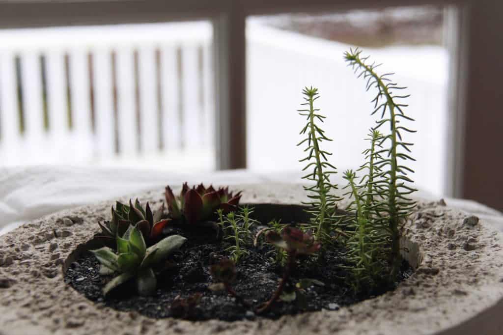 Tall succulents in concrete succulent bowl with black sand