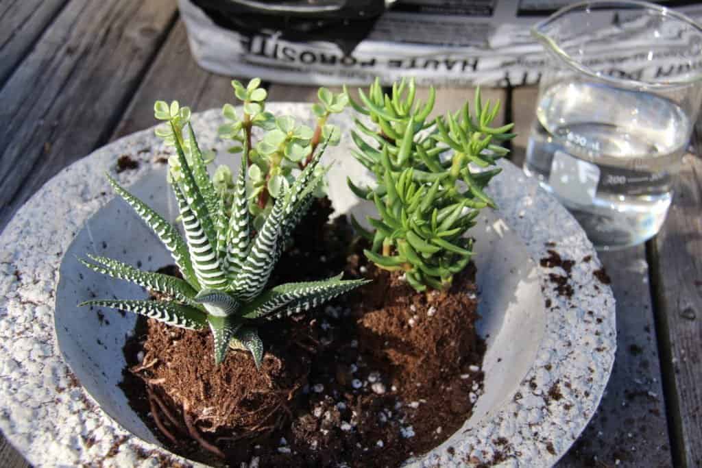 Planting a succulent terrarium with assorted plants in a succulent bowl