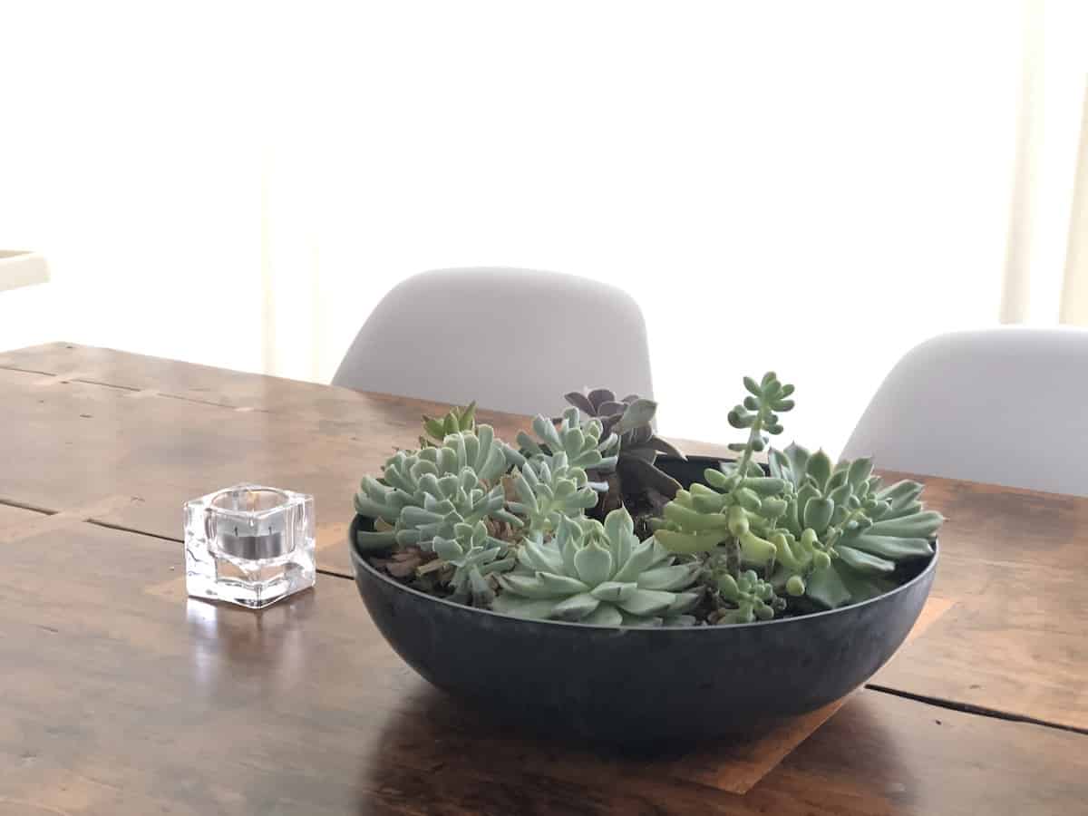 Succulent bowl on dining table as centerpiece