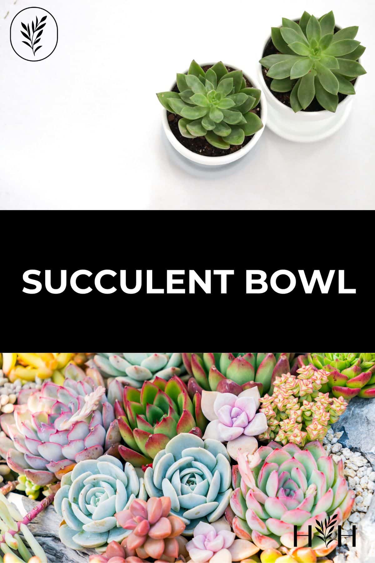 Succulents are beautiful, low-maintenance, and fun to grow. By learning how to grow succulents in a bowl, you can bring a bit of nature indoors for the cooler months with a minimal amount of effort. These succulent bowl gardens can be made in glass bowls, pottery bowls, and even concrete bowl containers... And will thrive indoors! Via @home4theharvest