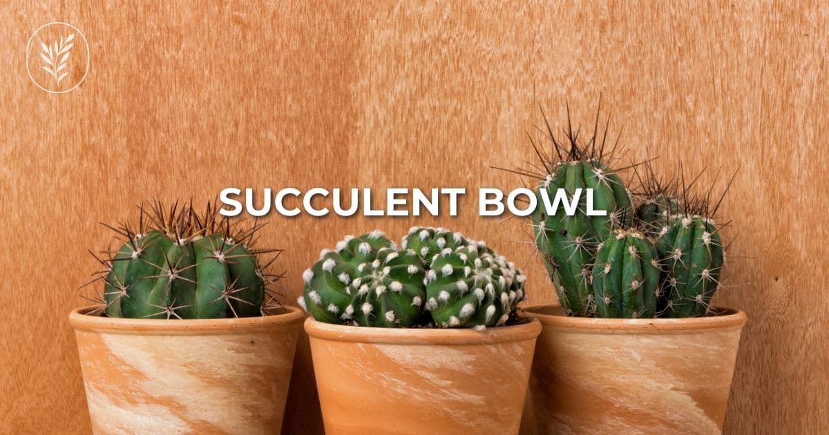 Succulents are beautiful, low-maintenance, and fun to grow. By learning how to grow succulents in a bowl, you can bring a bit of nature indoors for the cooler months with a minimal amount of effort. These succulent bowl gardens can be made in glass bowls, pottery bowls, and even concrete bowl containers... And will thrive indoors! Via @home4theharvest