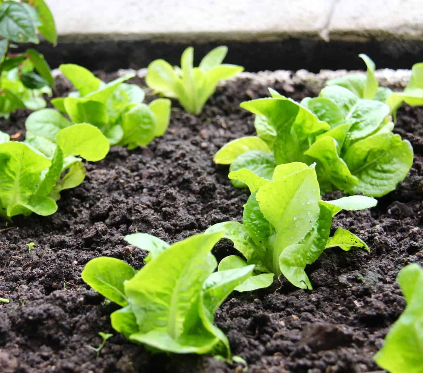 How to set gardening goals you'll actually achieve | home for the harvest