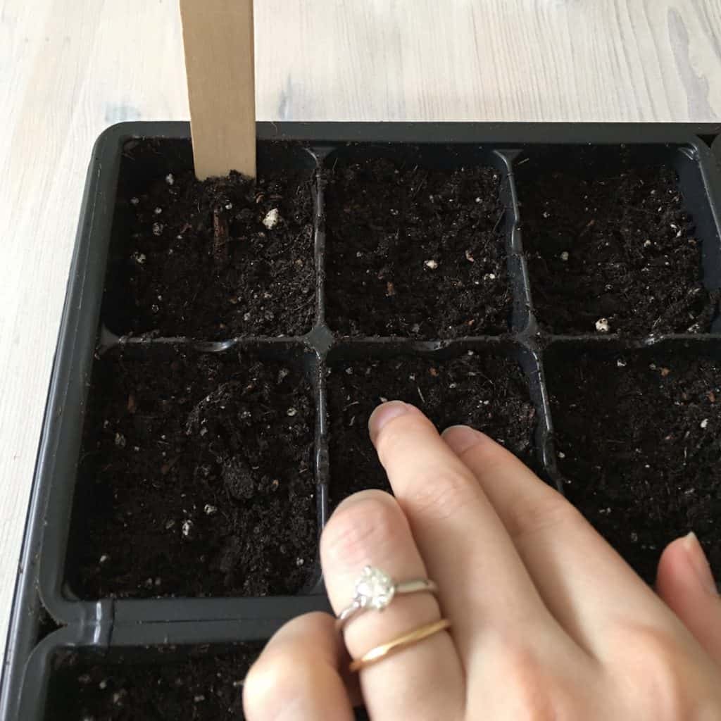 Seed Starting Guide: How to Start Seeds | Home for the Harvest