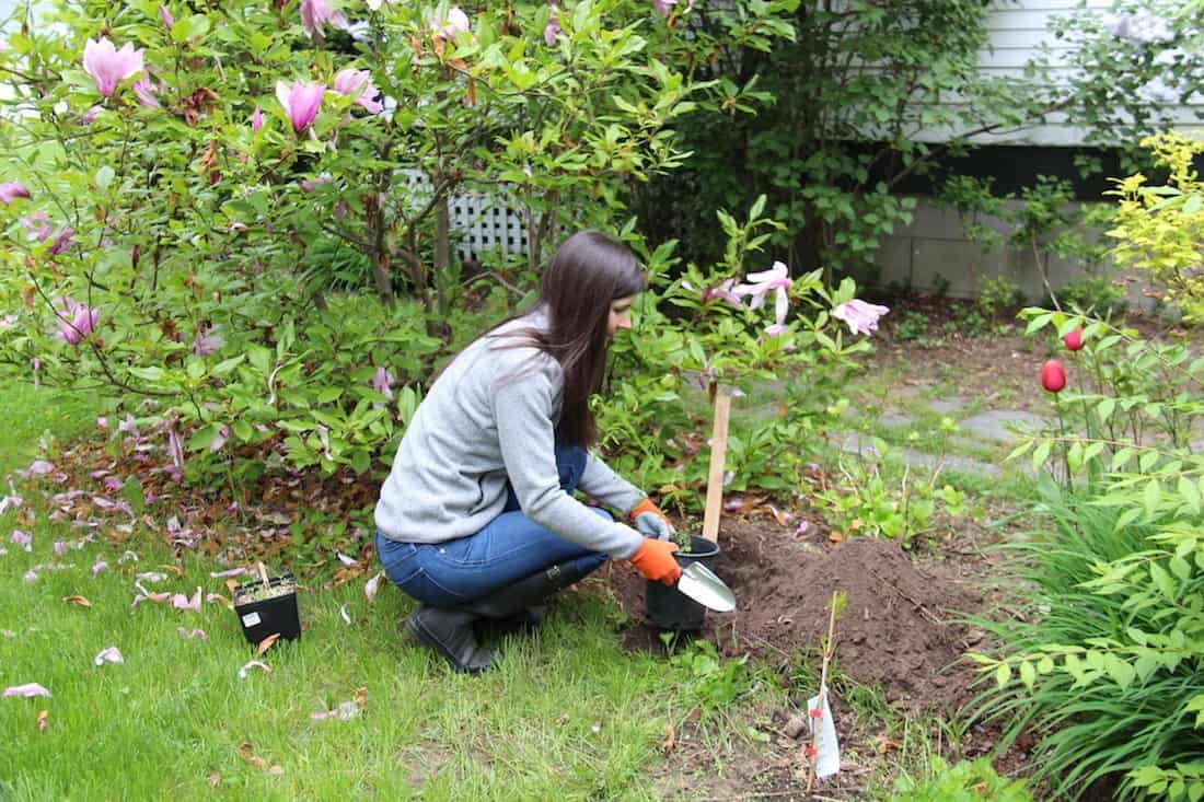 How to plant bare root trees - tutorial and printable instructions | home for the harvest