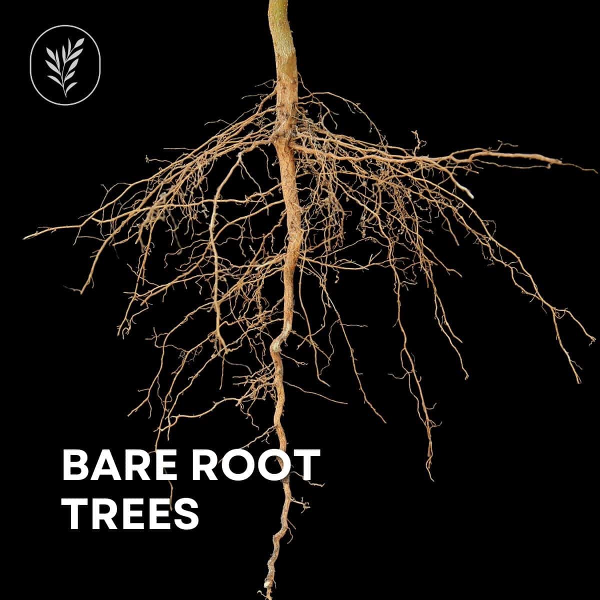 Bare root trees via @home4theharvest