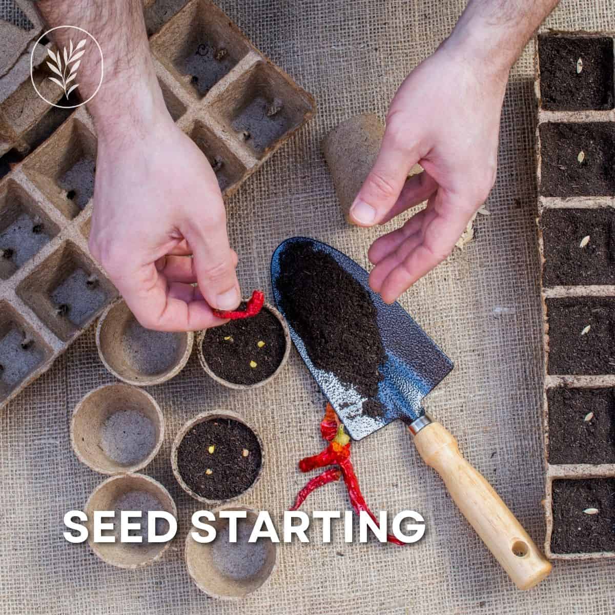 Seed starting via @home4theharvest
