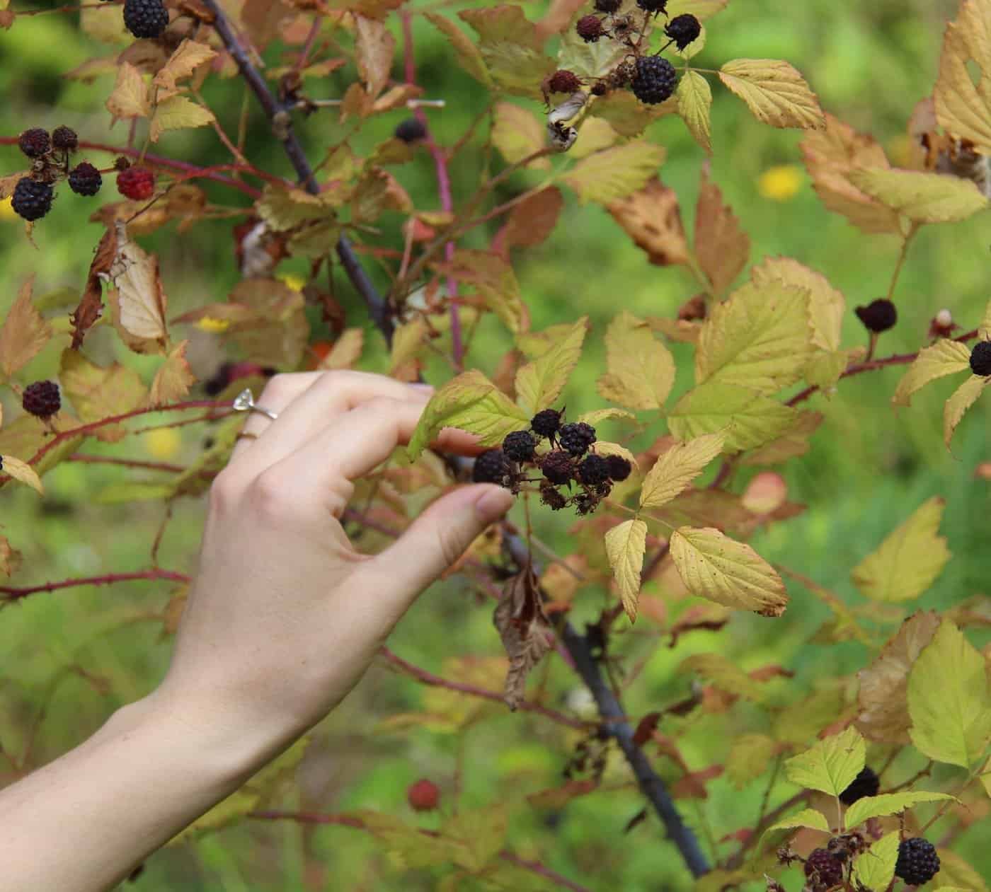 Hand foraging wild berries from a berry plant