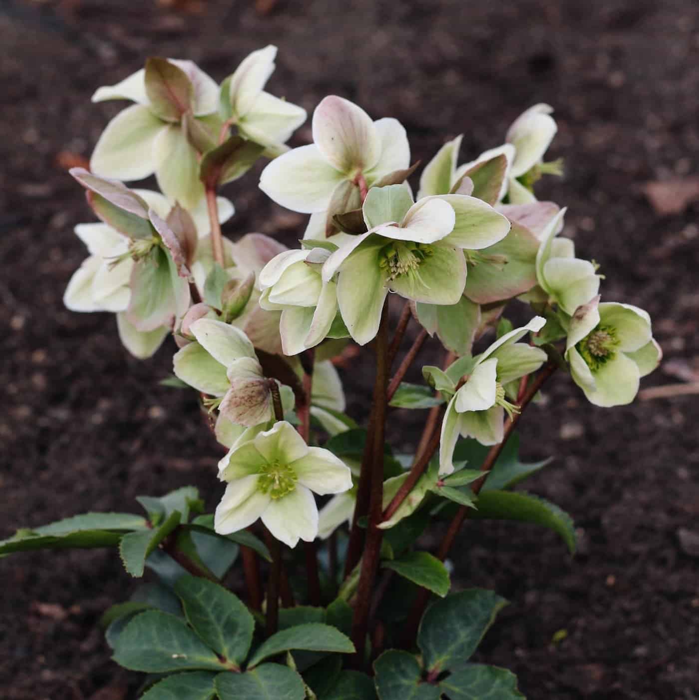 Ivory prince hellebore - april in the garden