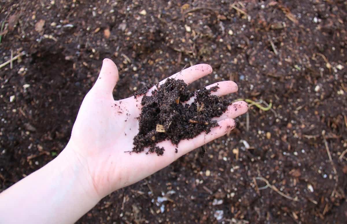 Hand holding garden compost learning how to make organic fertilizer