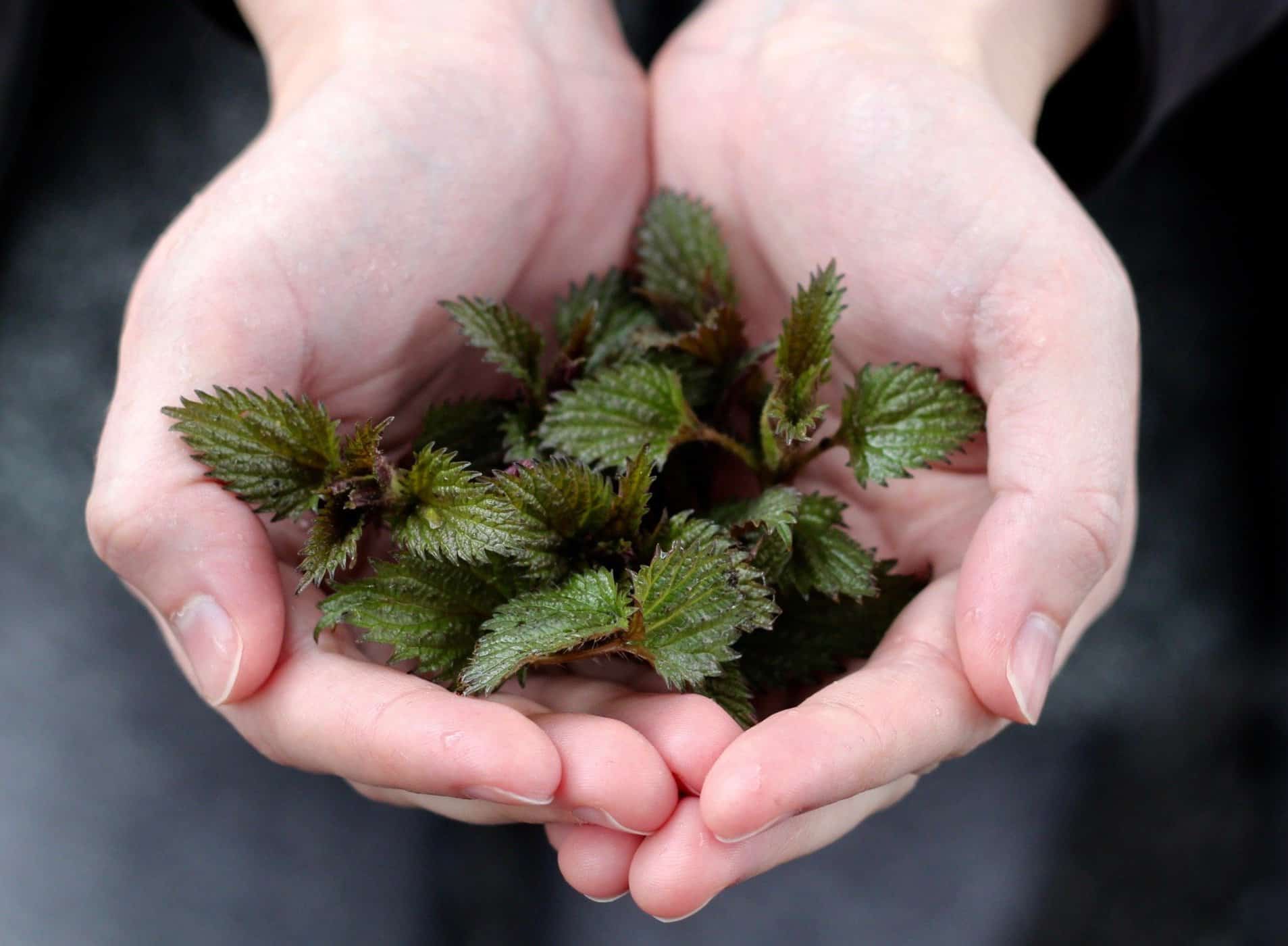Stinging nettles held in bare hands from a witch garden