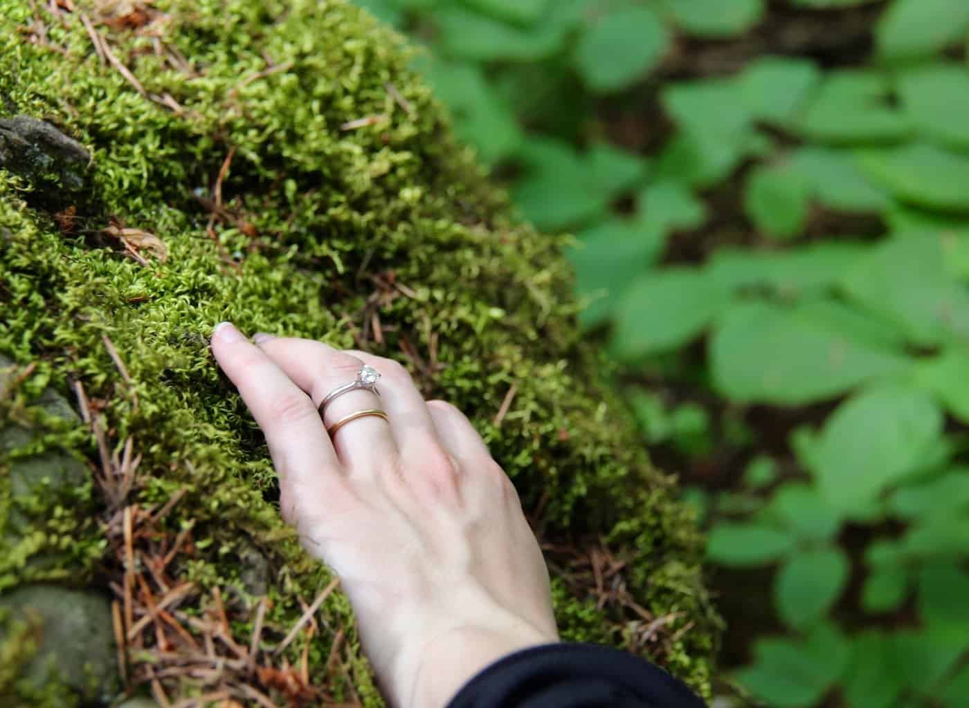 Hand touching moss in the woods