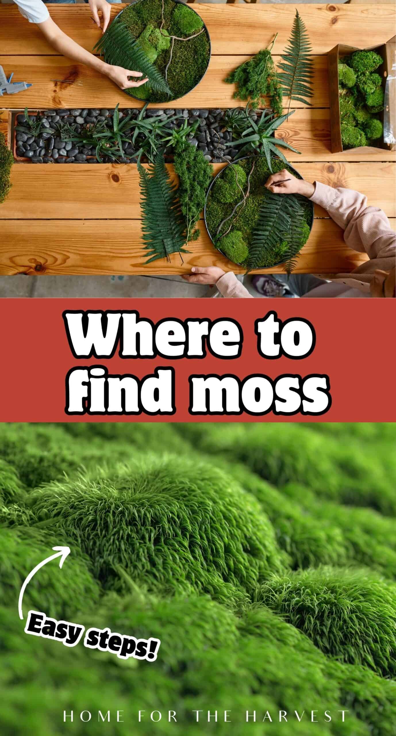 Where to find moss to use in crafts and floral art (and how to collect moss) via @home4theharvest