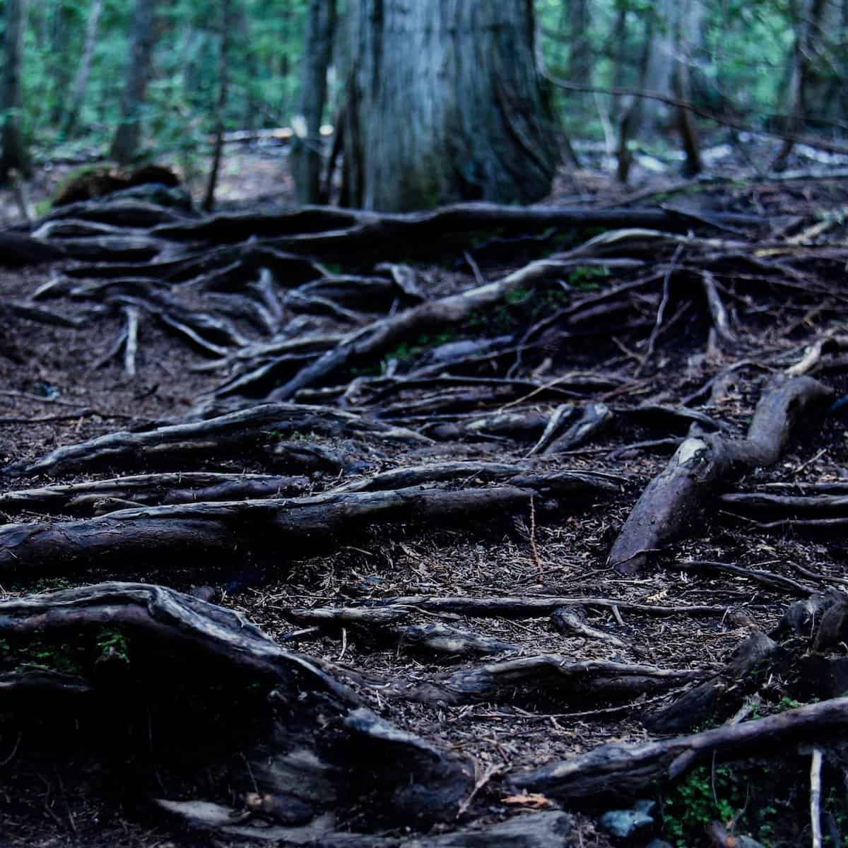 dark exposed tree roots on the ground with large cedar trees in the background
