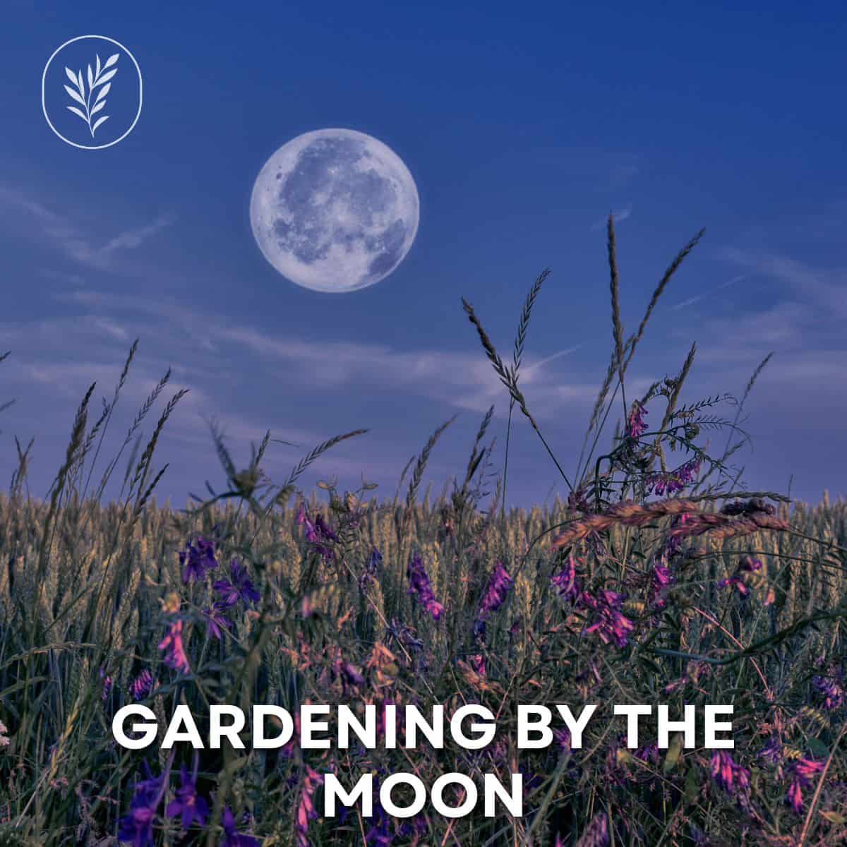 Gardening by the moon via @home4theharvest