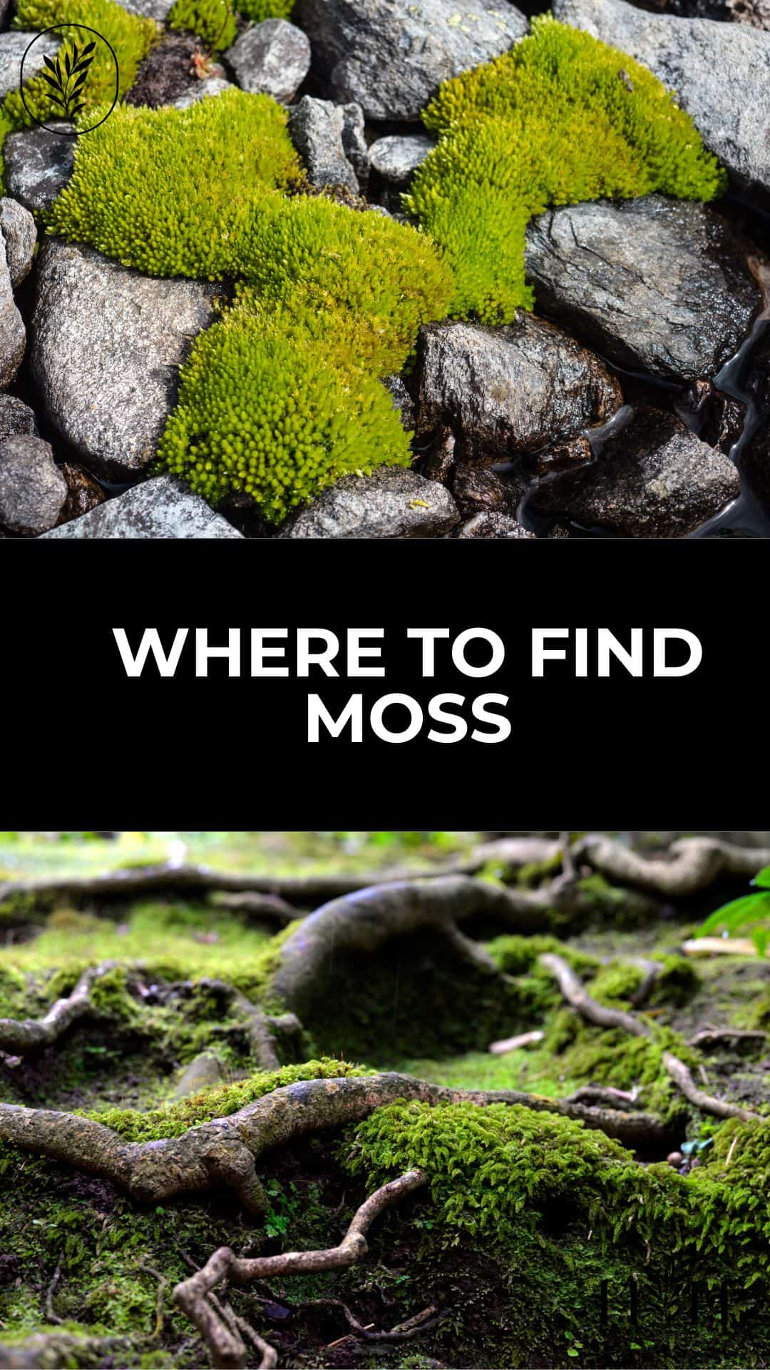 Where to find moss to use in crafts and floral art (and how to collect moss) via @home4theharvest