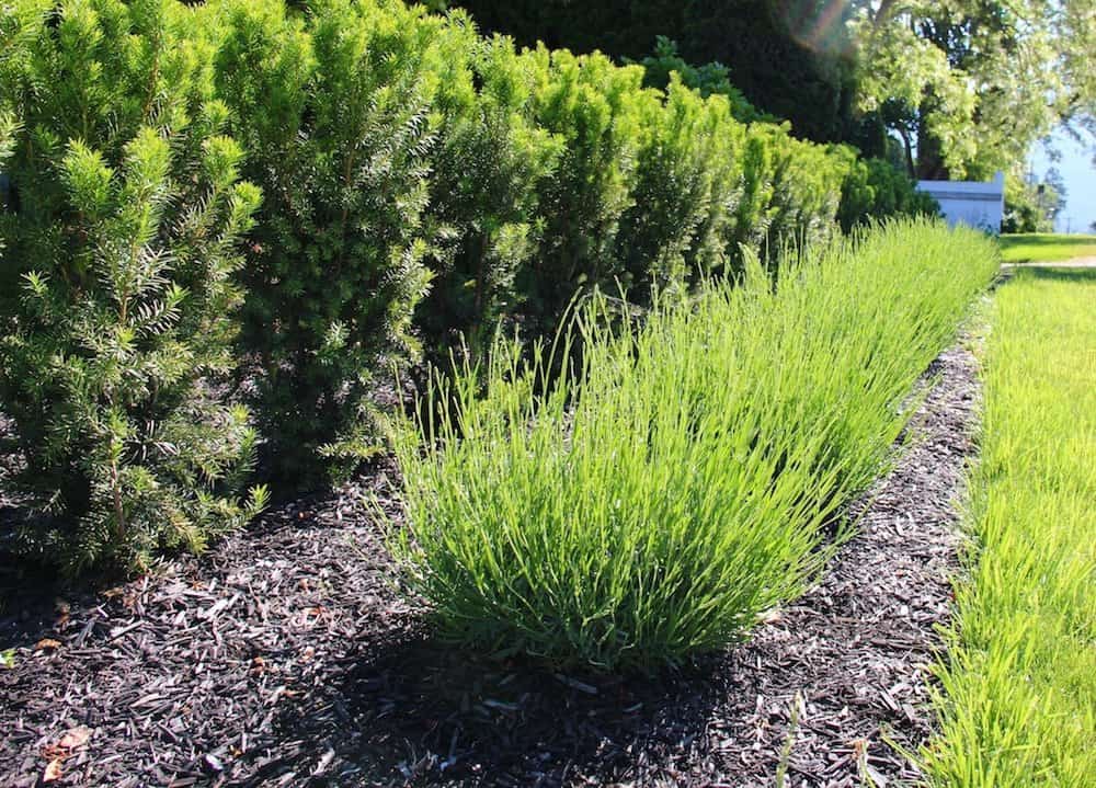 Traditional landscaping with a yew hedge, lavender shrubs, and dark mulch