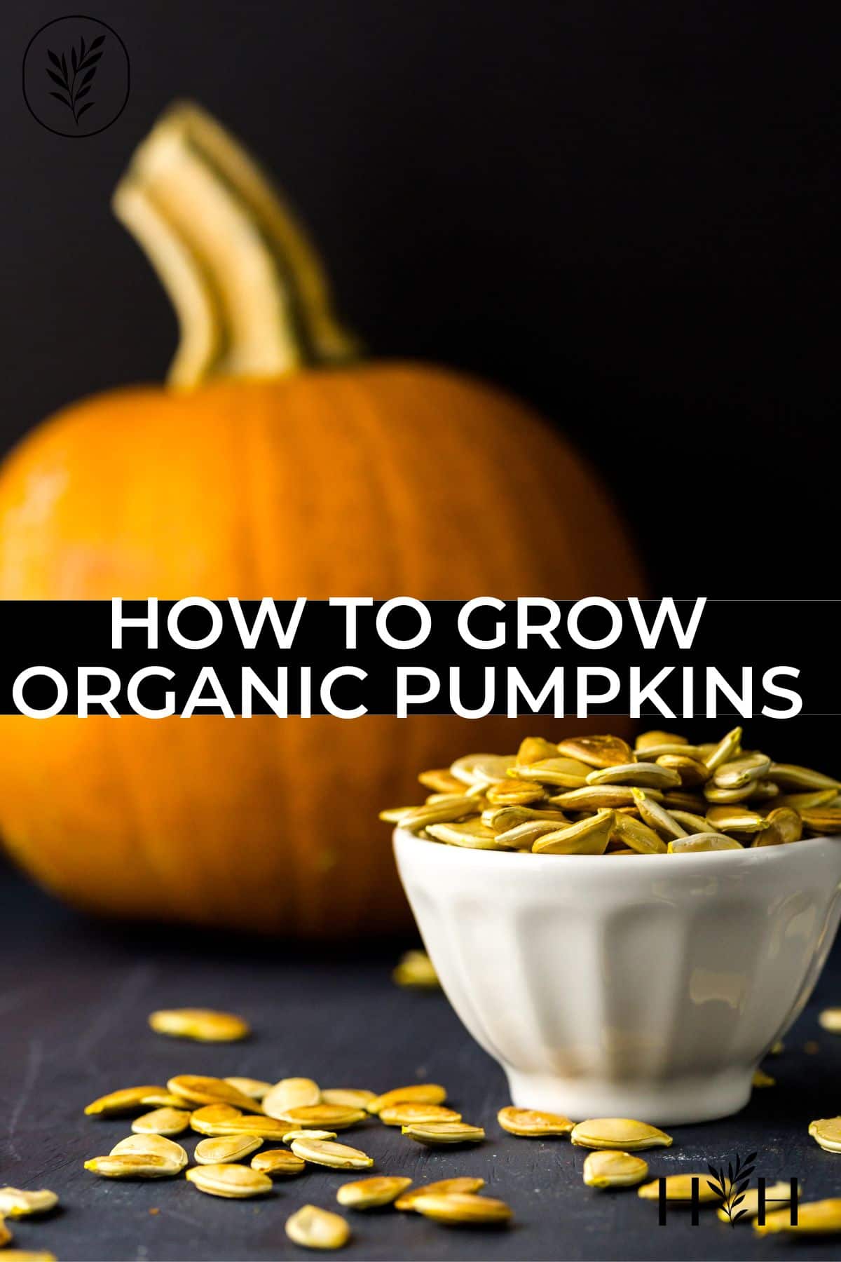 How to grow organic pumpkins via @home4theharvest