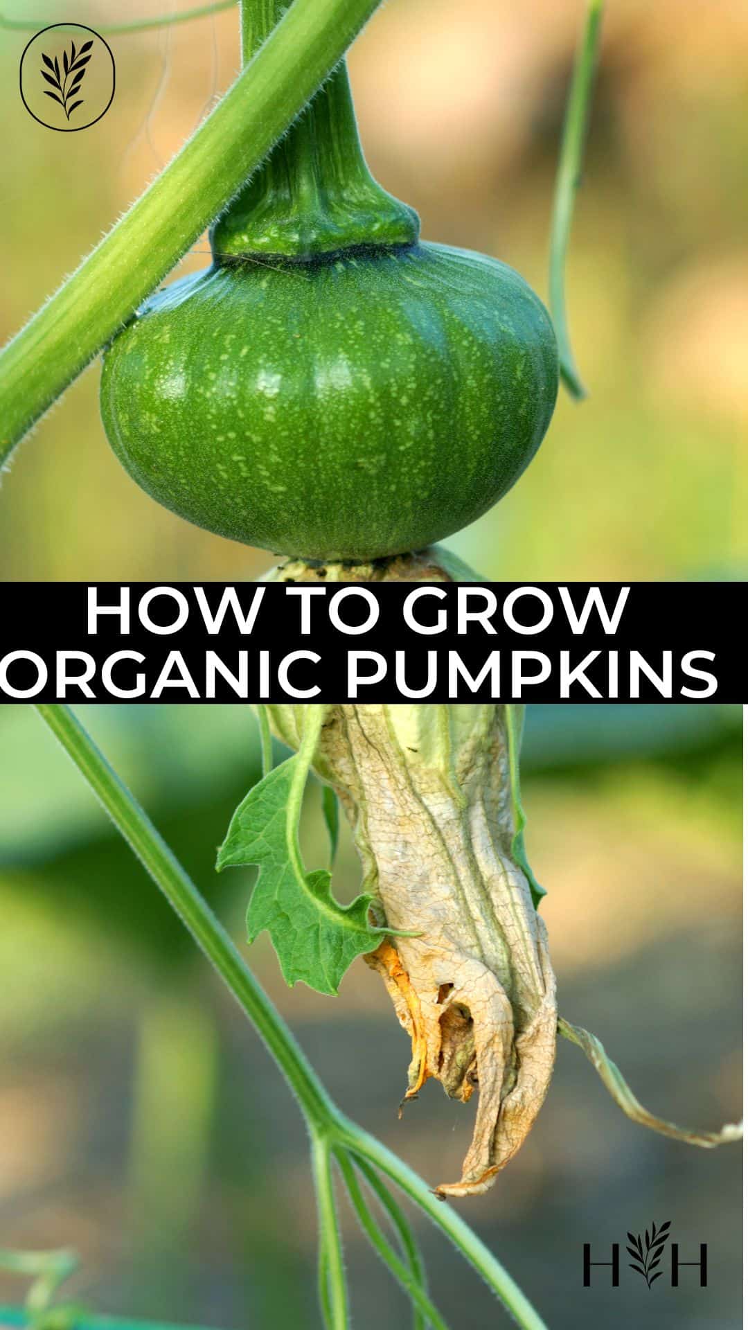 How to grow organic pumpkins via @home4theharvest