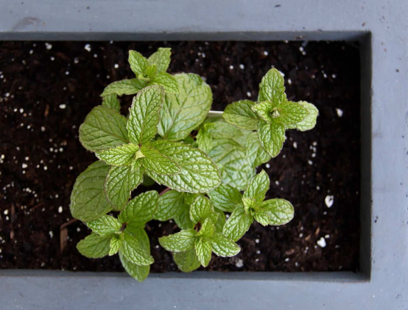 When to Feed Seedling Growing in Promix