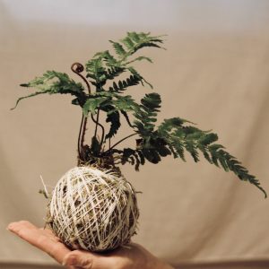She wraps string around soil and moss to create an amazing hanging string garden! This moss ball is so gorgeous #kokedama #mossball #stringgarden #hanginggarden