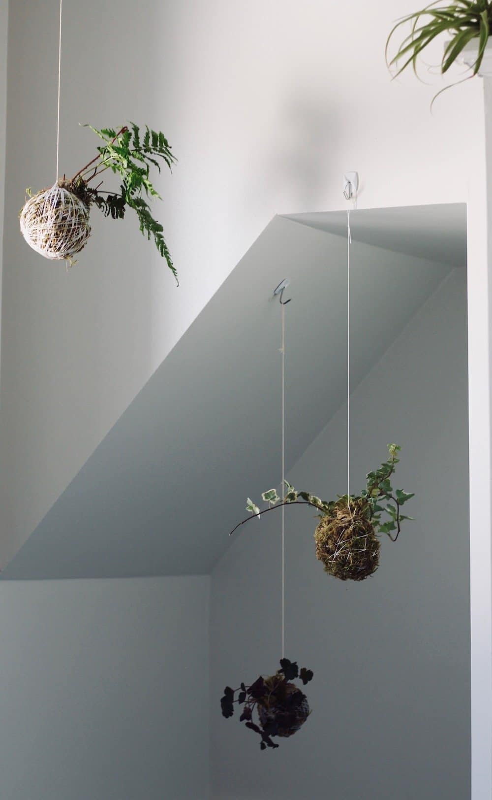 You might want to find some moss to make this gorgeous hanging plant! This kokedama moss ball is an easy way to bring greenery into your home year-round. #kokedama #mossball #kokedamamossball #stringgarden #moss