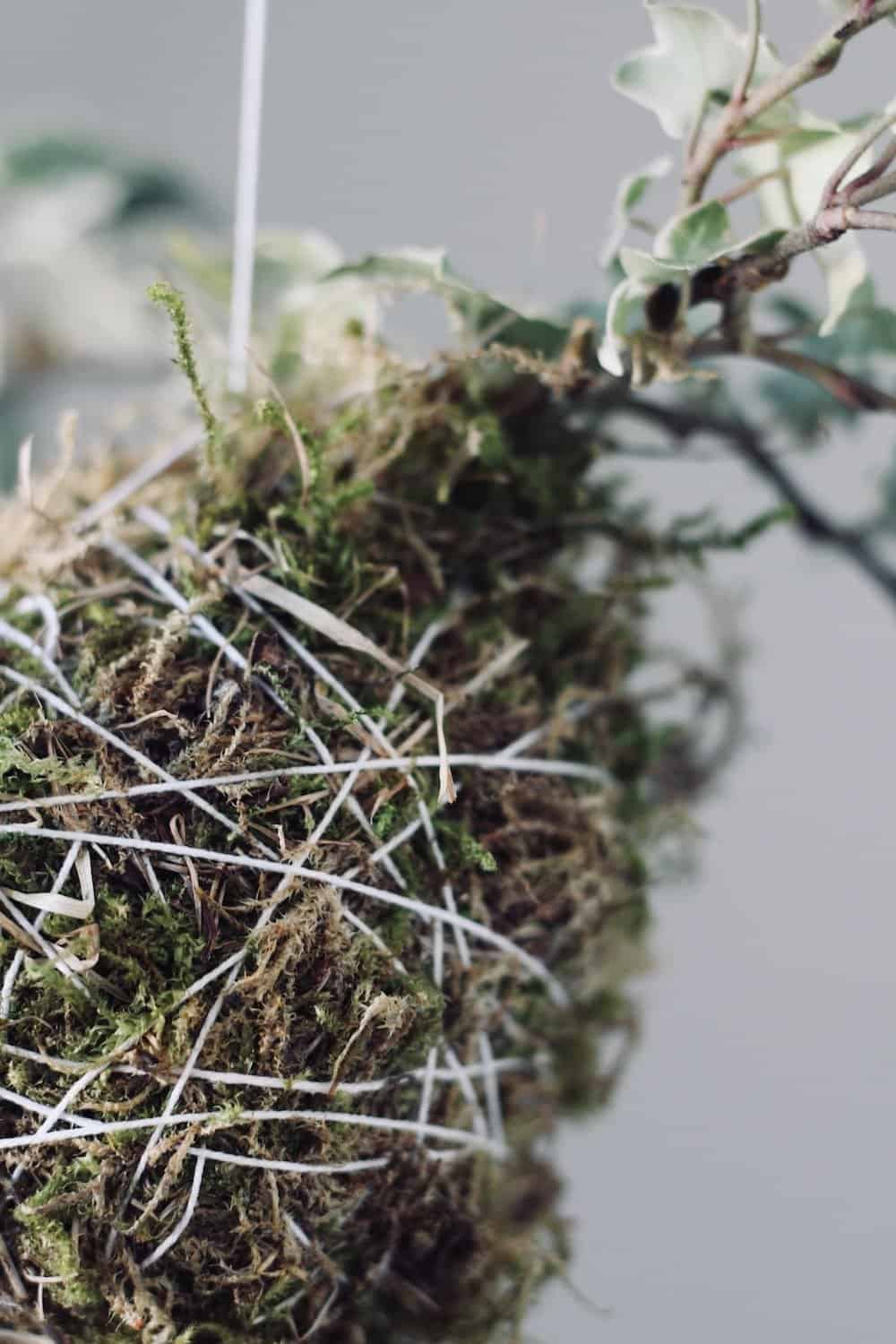 You might want to find some moss to make this gorgeous hanging plant! This kokedama moss ball is an easy way to bring greenery into your home year-round. #kokedama #mossball #kokedamamossball #stringgarden #moss