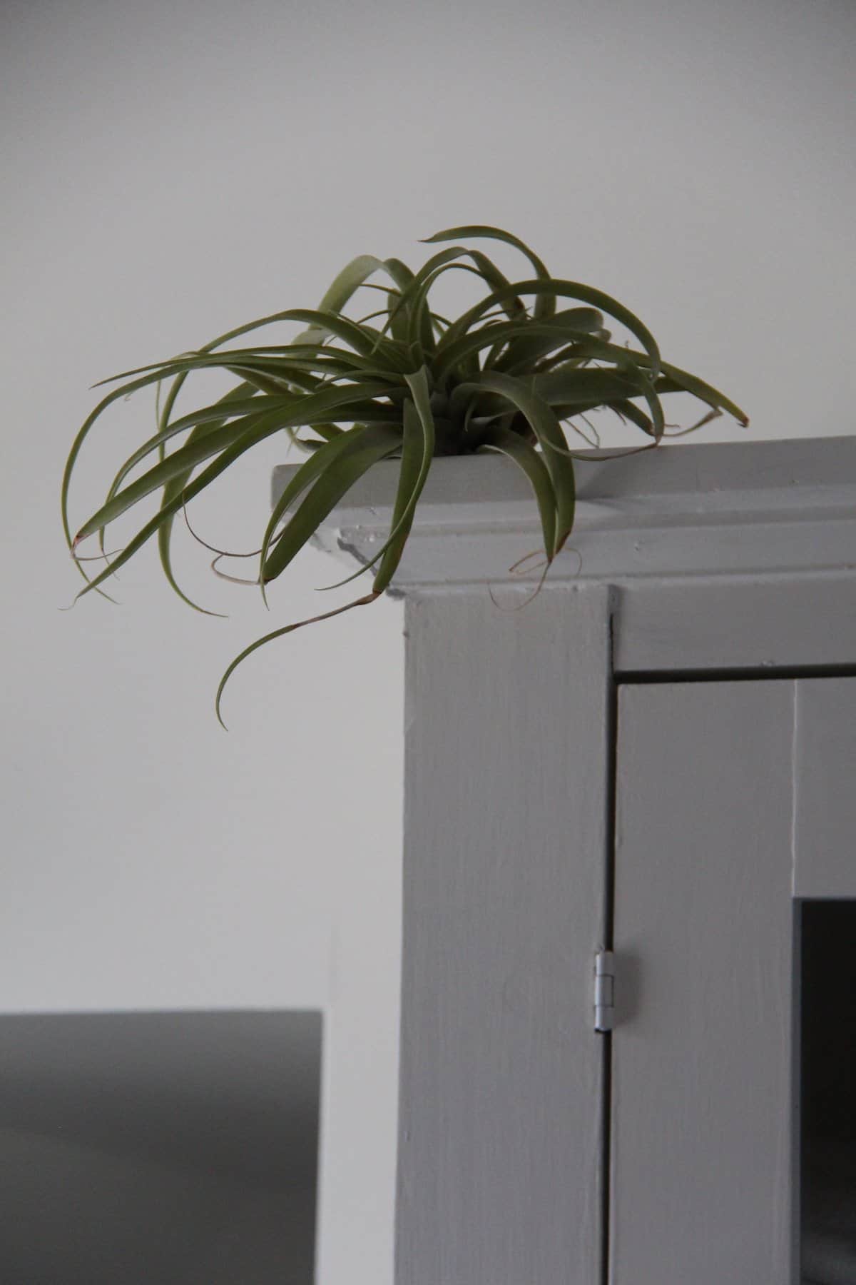 Green tillandsia air plant on top of white cabinet against white wall