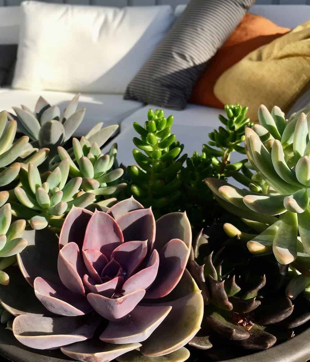 succulent plants in bowl as garden gifts in front of patio sofa