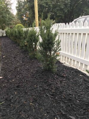 7 best evergreen shrubs for privacy 🌿 🛡 Creating a natural green barrier