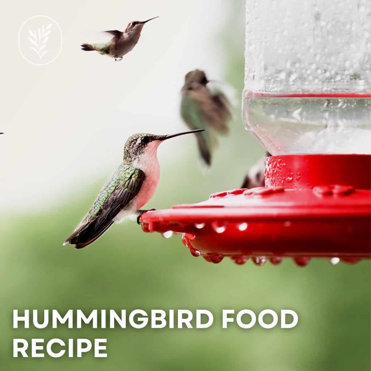 Hummingbird food recipe via @home4theharvest