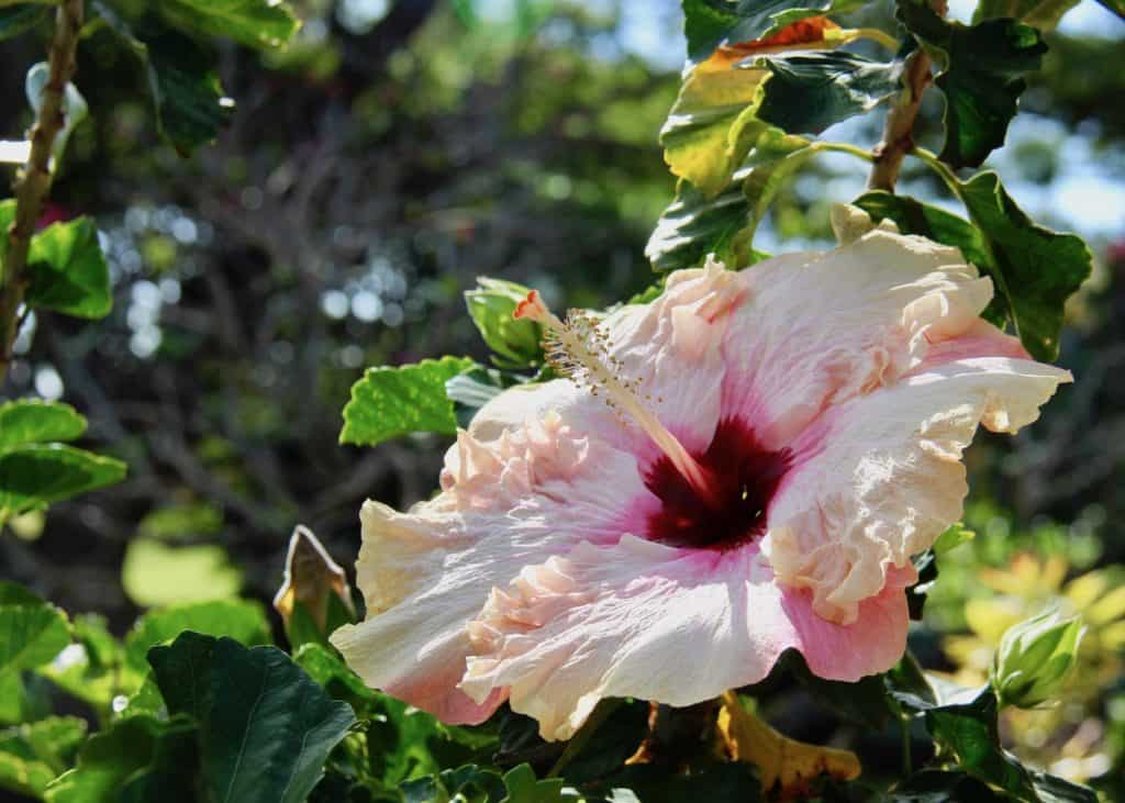 Earth day tips showing pink hibiscus flower