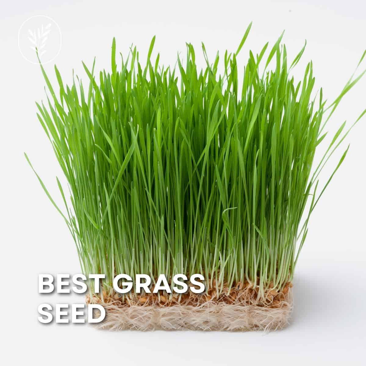 Best grass seed via @home4theharvest