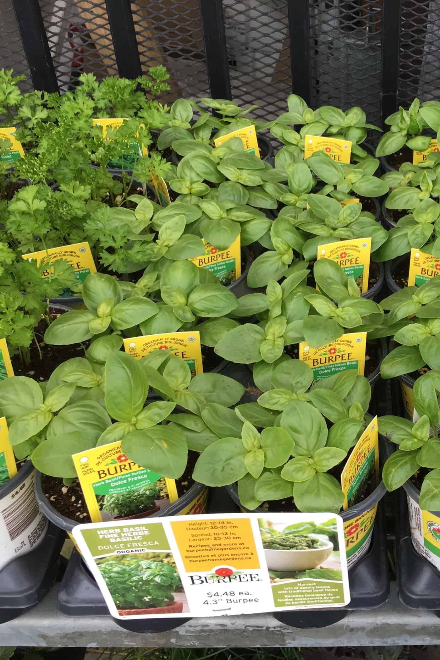 Basil does not come back every year - buy new plants each spring