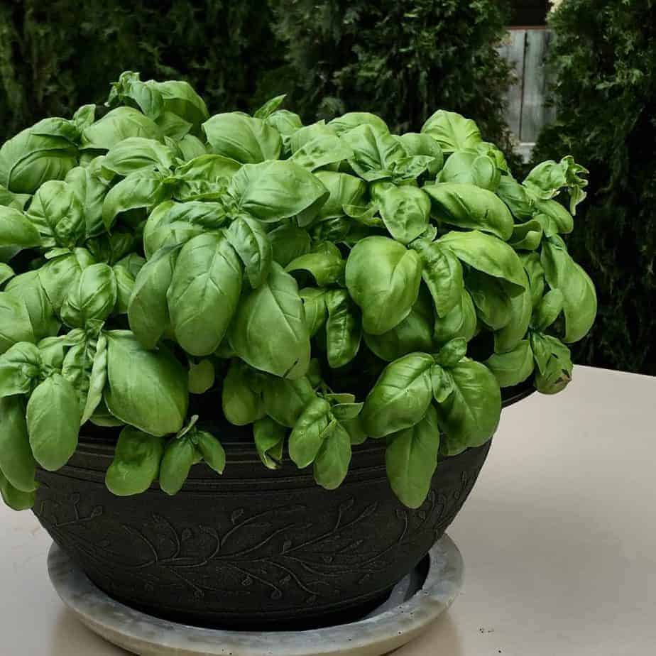 Container basil plant at beginning-middle of lifespan
