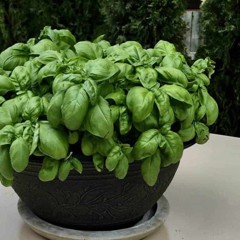 Is basil a perennial plant? 🌿🤔 Discover the life cycle of this aromatic