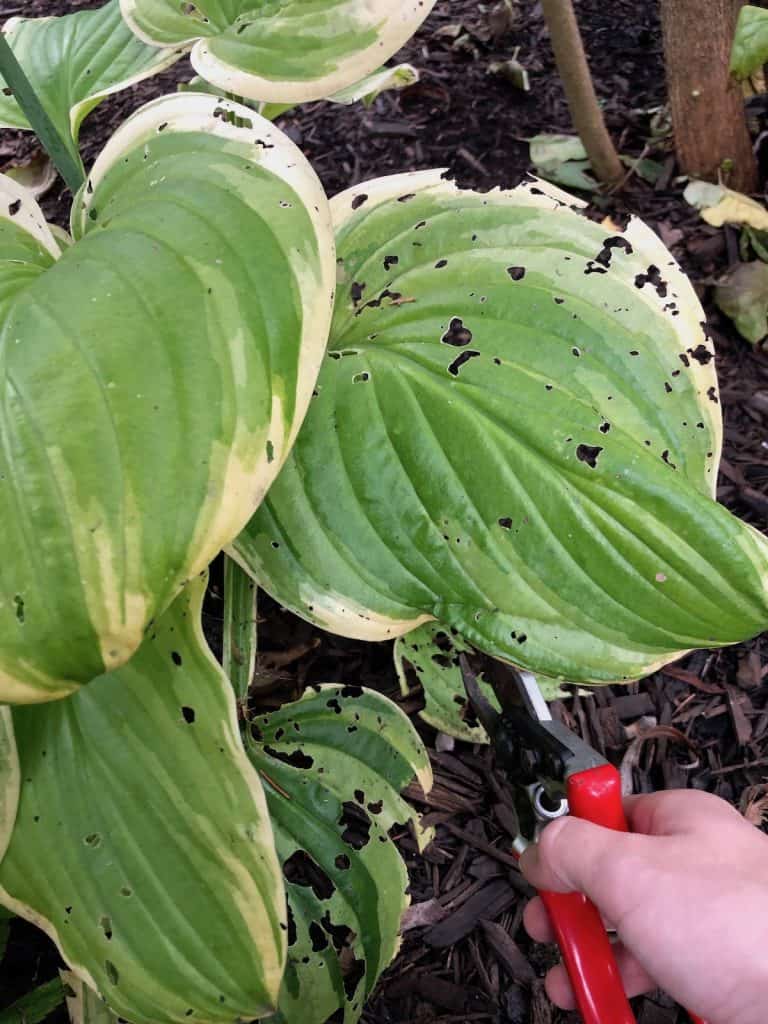 Cutting back hosta plants in the fall